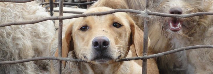 Help shut down the illegal dog meat trade in Thailand