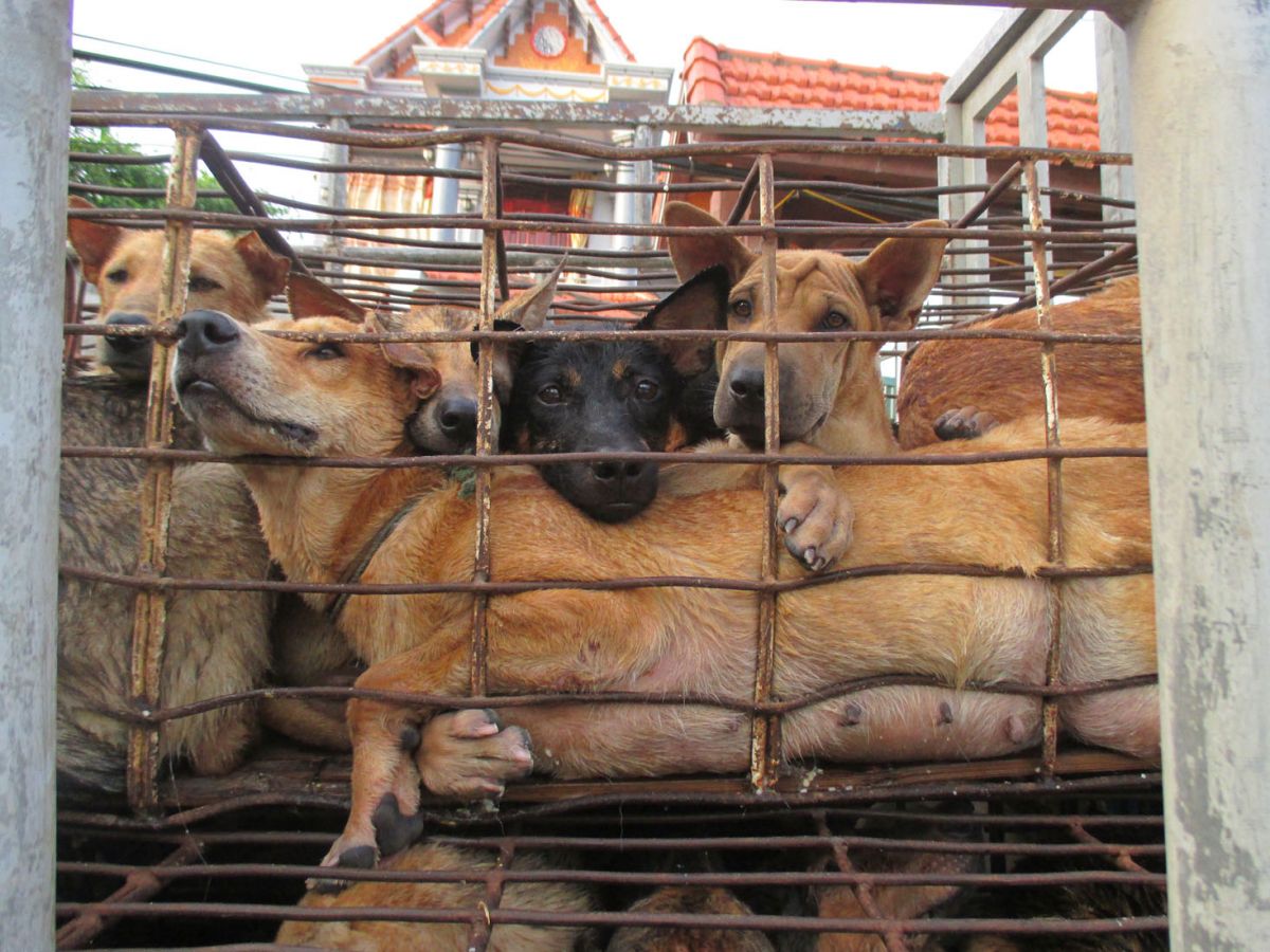 Major Breakthrough For Anti-Dog Meat Campaign in Vietnam: Hanoi Authorities Announce End of Dog Meat Sales in 2021
