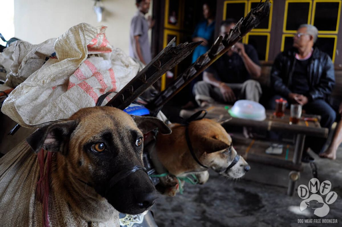 Animal charities warn global goal to end rabies by 2030 is impossible without worldwide ban on brutal dog and cat meat trade