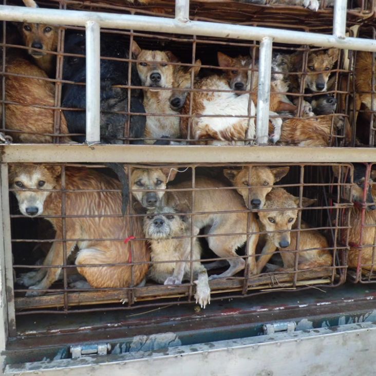 Take URGENT action to stop the brutal slaughter of dogs for their meat!
